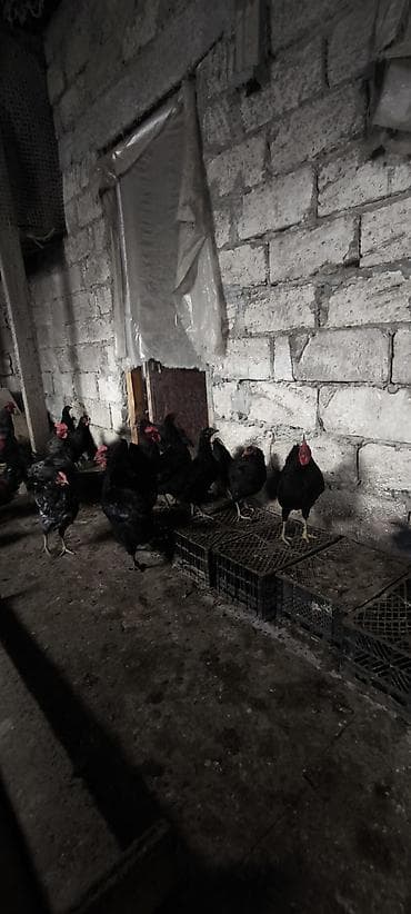 rahibə toyuqlar: Toyuq, Yumurtalıq — 7