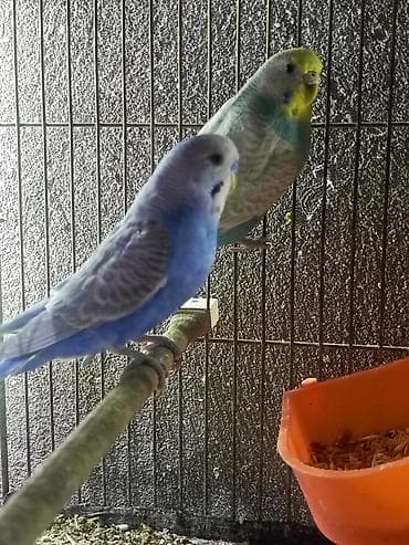 rainbow tutuquşu: Papuqaylar‼️ BARTER‼️ olunur satılmır — 1
