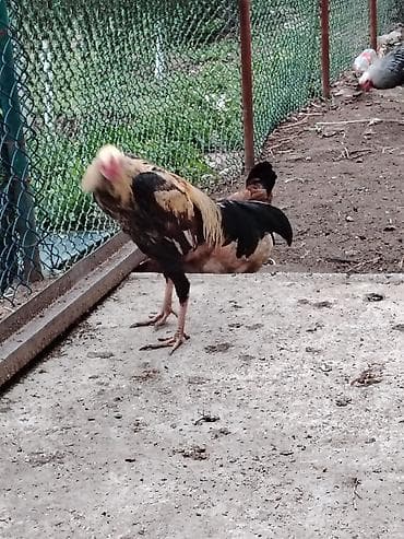 qartal ve xoruz: Xoruz, Brama, il: >5 Ünvandan götürmə — 2