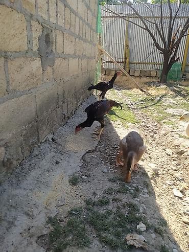 kuckar ov iti: Toyuq cücələri, Damazlıq — 4