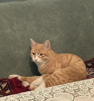 ucuz ev itləri: Tabbi, Erkək, Yaxşı əllərə, Ünvandan götürmə — 2