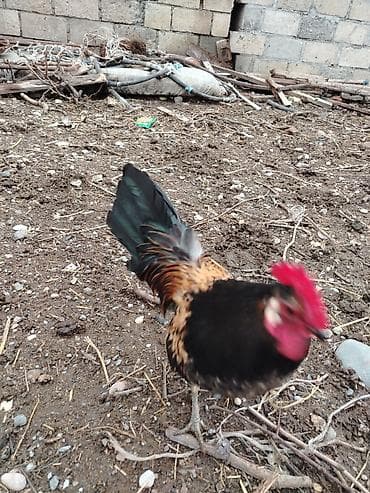 sort toyuq: Toyuq, Damazlıq — 2