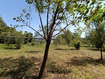 gence şeheri: 22 sot, Kənd təsərrüfatı, Mülkiyyətçi, Kupça (Çıxarış) — 8