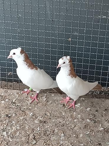 star quşu: Peçat quyruqları dəst sarı şeykalar satılır. Cütdülər. qiymətdə cüzvi — 3