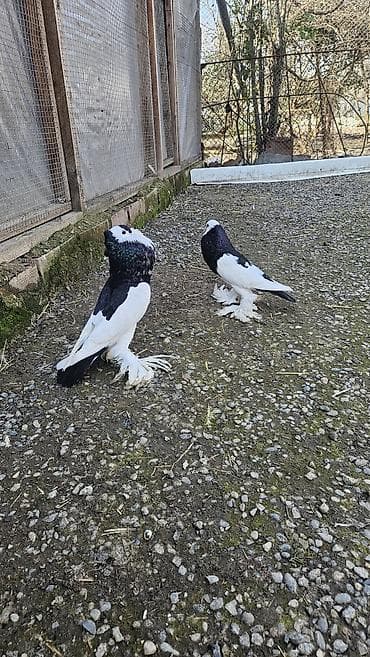 qafqaz çoban iti: Pomerian dutular hazır cütdü hal hazirda yumurta üsdündə oturullar hər — 3