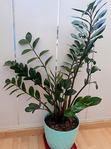 ev gulleri adlari: Zamiokulkas (ZZ plant) – dekorativ ev bitkisi - Növ: Zamiokulkas — 1