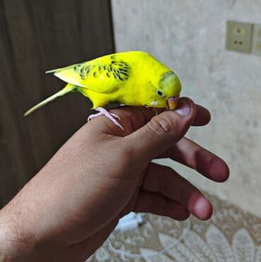 İtlər: Danişan papuqay Danışandi cox söz bilor. Əl quşudu . İnsanlardan — 4