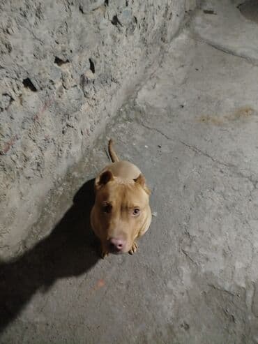 Pitbul, 6 ay, Erkek, Peyvəndli, Ünvandan götürmə
