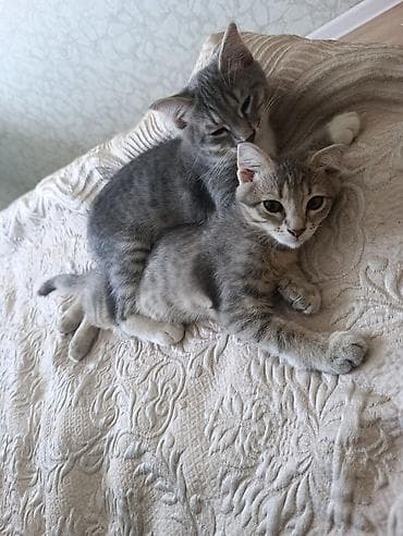 ev sıçanı: Tabbi, Yaxşı əllərə — 4
