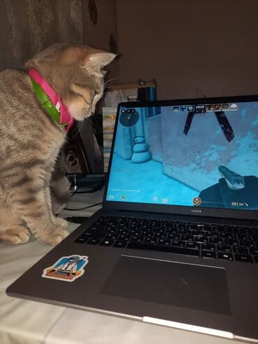 pişik çantasi: Tabbi, Yaxşı əllərə — 7