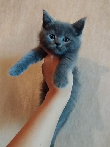 bala pisik adlari: Boz tüklü balaca pişik balası - Rəng: tünd-boz (bürünc alt tonlu) — 2