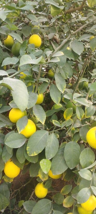 Tinglər: Məhsul: limon ağacları çox məhsuldar və dadli Təsvir: - İstiqararlı — 2
