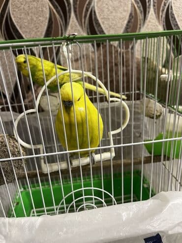 Gəmiricilər: Salam Muhabet qoşdur bir dişi bir Erkekdir qefes yem qabı su qabı — 2