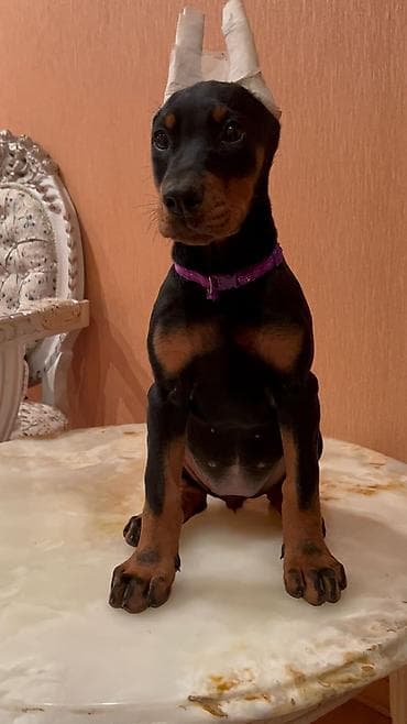 doberman balası: Doberman, 2 ay, Dişi, Peyvəndli — 4