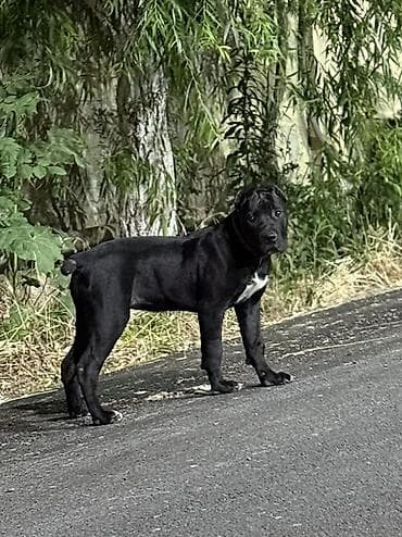 it ucun ip: Kane-Korso, Dişi — 2