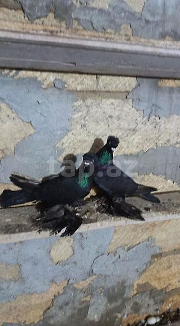 derzi qusu: Qara rəngli, saqqallı və ayaqları lələkli məmulatlı göyərçinlər (cüt) — 4