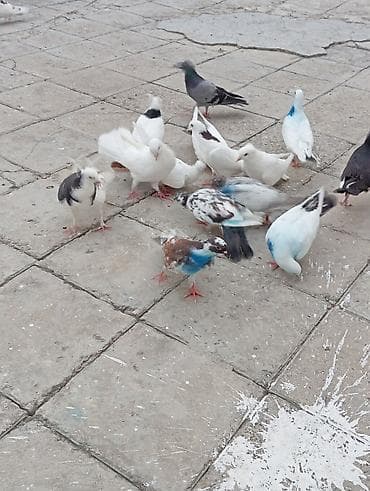 amadin quşu: Tək tək 10 azn hopdum endirim olacaq — 4