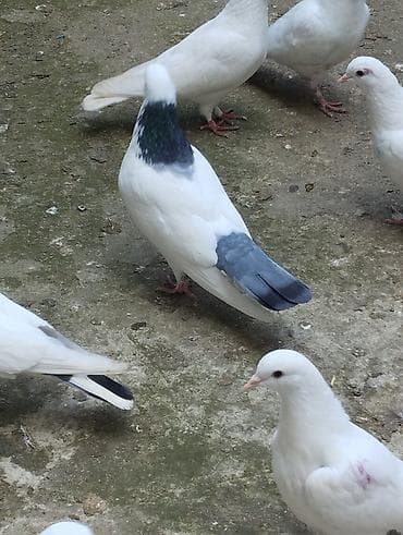 dekorativ quslarin satisi: 10,15,40m satilir riyal alici yiqsin — 1