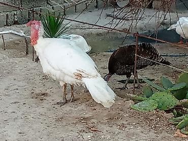 it ucuz: Dişi, Ətlik — 4