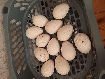 Untuwqa yumurtaz var amarka burozun 2 manat qaz yumurtaz 2 manat