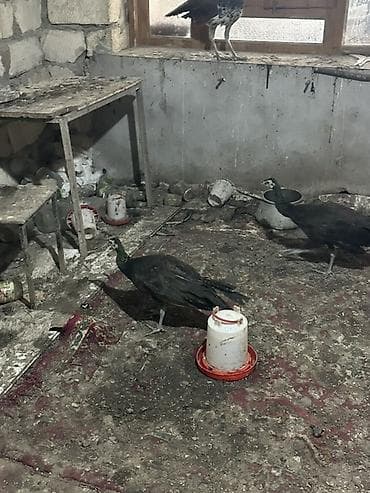 Məhsul: Tavus quşları (pəvərlər) Təsvir: 11 aylıqdırlar qatışıqsız