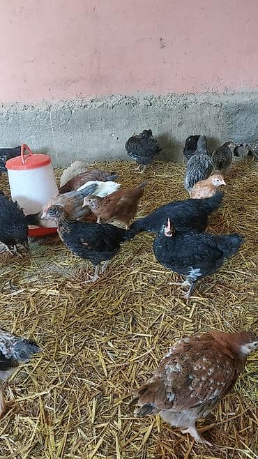 cuce adi: Toyuq cücələri, Damazlıq — 3