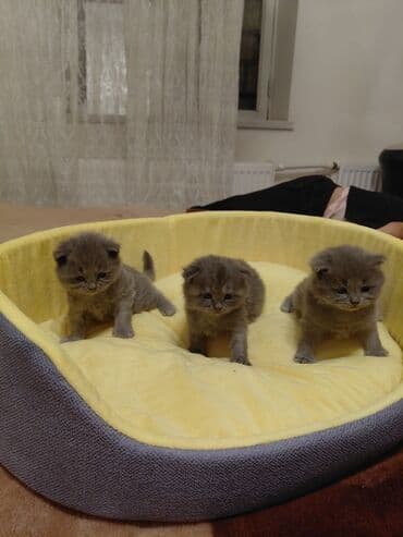 ev pişiy: Britan yastı qulaq, Erkək, Yaxşı əllərə — 2