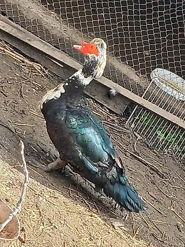 ordeyler: Lal. ördəklər satilir hər növdə var krasnadar,ağ yerlizümrüdü — 4