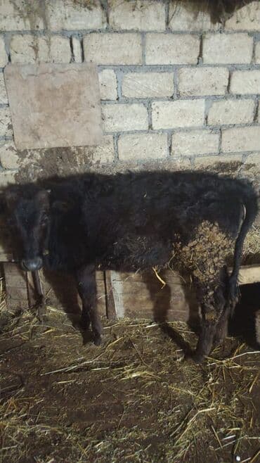 Inəklər, öküzlər: Dana — 2