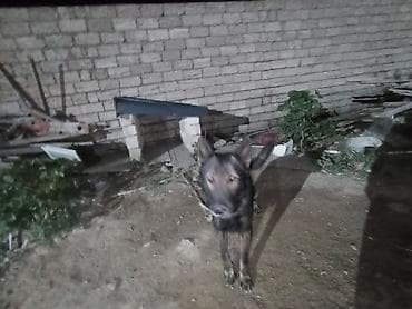 it paltarları: Erkek — 5