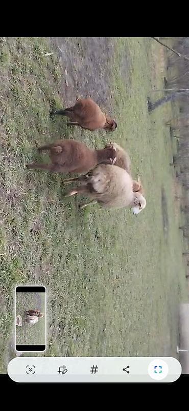 emlik quzu: Toğlu və əmlik quzu 1eded buynuzlu erkey 17.18kq diri cekisi. arxa — 3