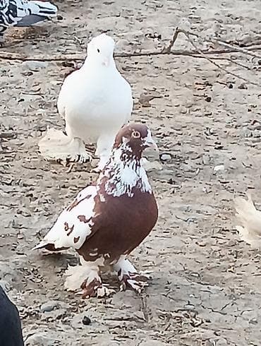 deve quşu: Oynaq qızğın erkəkdi qara mayadı sağlam dı — 2