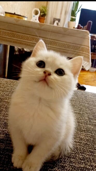 Britan, Dişi, Yaxşı əllərə, Ünvandan götürmə