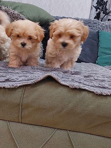 Akvariumlar: Maltipoo balaları – mini ölçü, şirin görünüş və ailə üçün ideal — 1