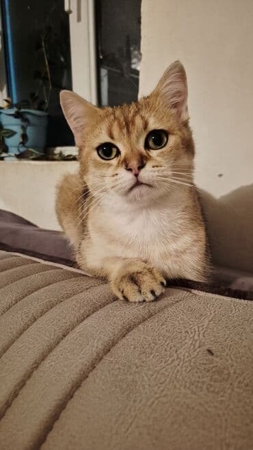 pişik etibarlı əllərə verilir: Qızıl şinşilla, Erkək, Cütləşmə üçün — 2