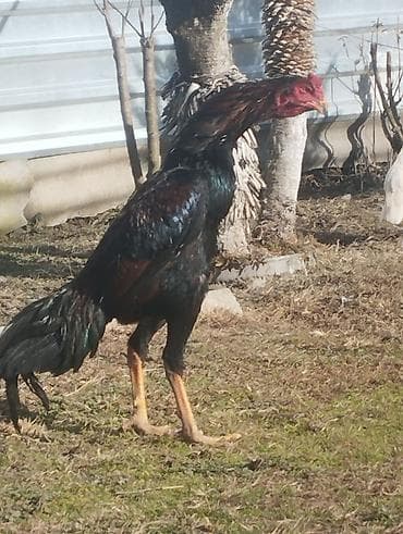 Рогатый скот: Saf qanlı Asil/Şamo tipli döyüşçi xoruzlar Xüsusiyyətlər: - Uzun və — 5