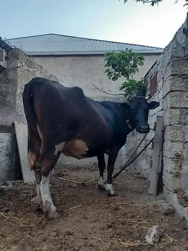 sumqayitda heyvan siginacagi: 3 qarına qara sves ineydi 15 gunu qalıb super heyvandi oz qapı malımdı — 3
