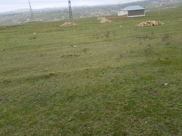 bine atcılıq: 70 sot — 4
