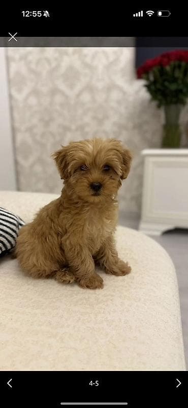 3 ay, Dişi, Sənədli, Pulsuz çatdırılma