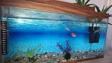 tap az akvarium: Akvarium qapalıdır, qalın şüşədən hazırlanıb. Həcmi:40 litr Dekorlar — 3