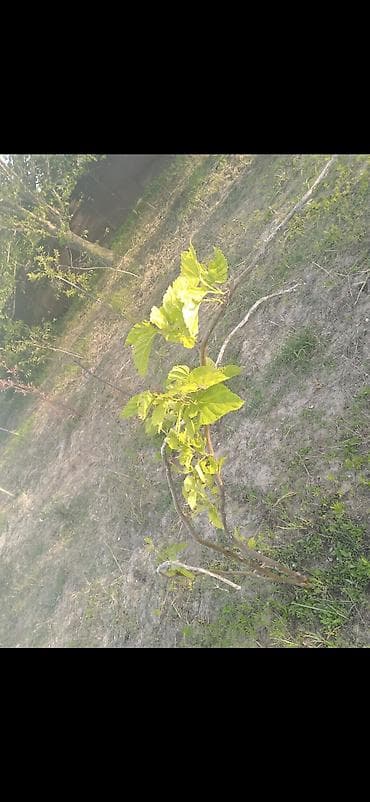 Meyvə bağı üçün tinglər Təsvir: - Şəkillərdə günəşli sahədə əkilmiş