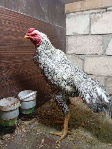 heyrəti xoruzu: O shamo bece mart becesidi barter yoxdu qiymetde razılaşa bilerem — 2