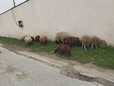 quzu satilir: Qoyun sürüsü satılır - Növ: yerli ətlik-yunlu qoyunlar (qarışıq — 2