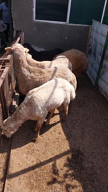 tap az ev heyvanlari: Qurbanlıq üçün qoyunlar erkekdi. 4dude klq 30 dan coxdu 1 denesi 500 — 4
