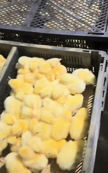 qus adlari azeri: Toyuq cücələri, Ətlik, Pulsuz çatdırılma — 2