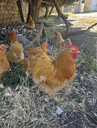Toyuq, Orpington, Yumurtalıq, Ödənişli çatdırılma — 1