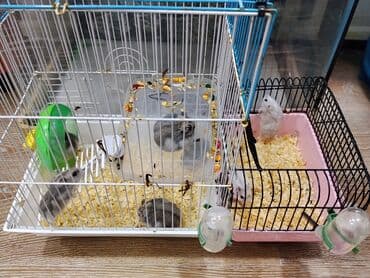 balaca it sekilleri: Xamyak cunqarik bir cut ag vəya boz: Bir qəfəs bir kq yem iki aylıq — 10