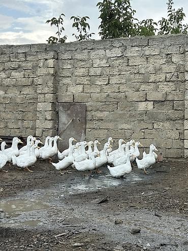 satdig quslar: Temiz çəki 1.500 ucuz qiymete tam orqanik — 1