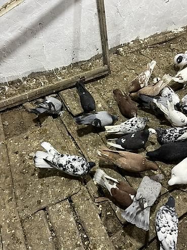 afçarka satışı: Kom ve tektek heyvanların satışı ebreşder var qarabaşdar var — 6