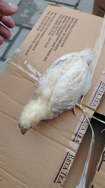 azərbaycan whatsapp qrupları: 1aylıq kənt cucələri cıxdı satışa xacmazdadı reyal adam zakaz verə — 6